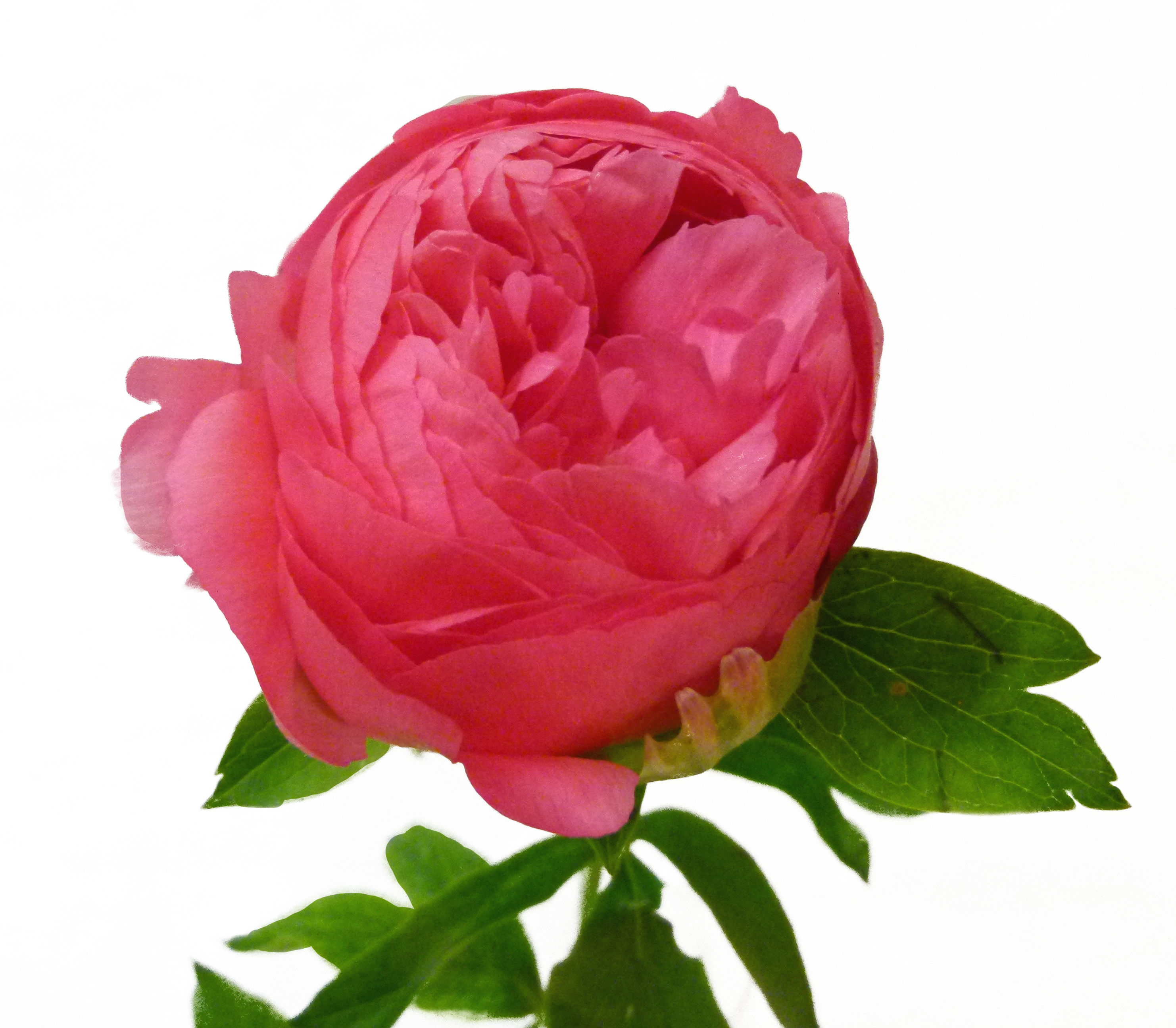 PIVOINE CORAL SUNSET 50 Fleurs de France